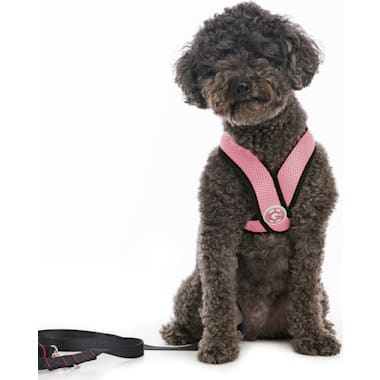 No Choke Dog Harness For Small Dogs Petco