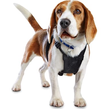 Escape Proof Dog Harnesses Petco