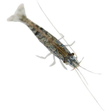 Brine Shrimp For Aquarium Fish Petco