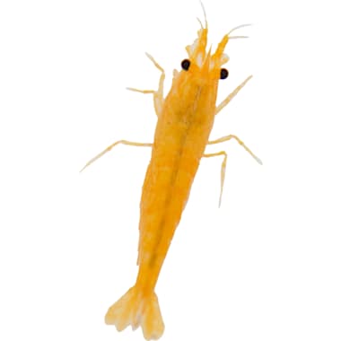 Live brine shrimp petco outlet