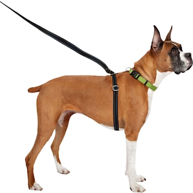 Best Slip Leash of 2024 Petco