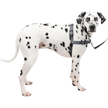 Escape Proof Dog Harnesses Petco
