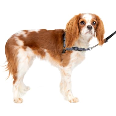 Easy walk petco shop