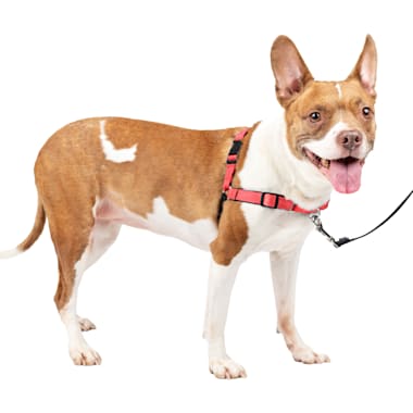 Medium sized dog harness shop