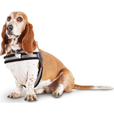 How to put on good2go dog harness discount