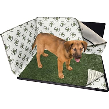 Indoor dog pee clearance