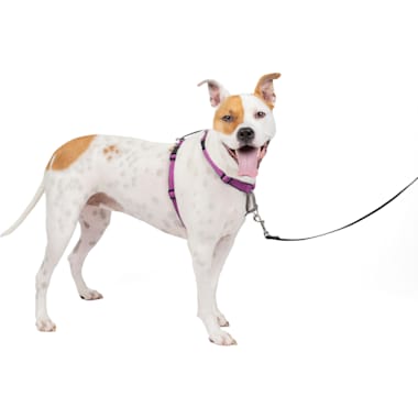 Chew Proof Dog Harness Petco