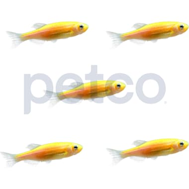 Neon fish petco top