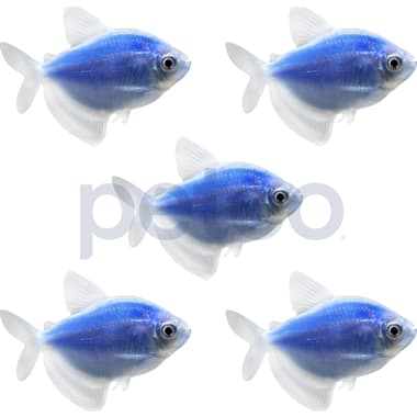 Neon fish petco top
