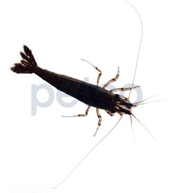 Brine Shrimp For Aquarium Fish Petco