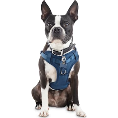 Chew Proof Dog Harness Petco