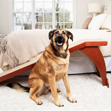 Ramps for small dogs online