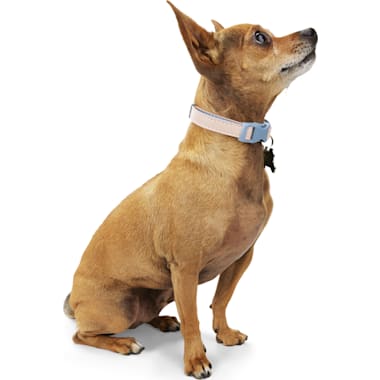 E collar at petco store