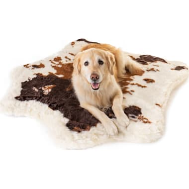 Dog beds for incontinent dogs outlet