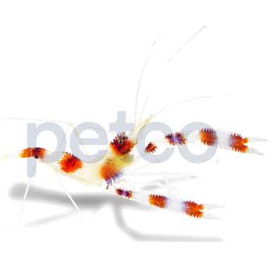 Brine Shrimp For Aquarium Fish Petco