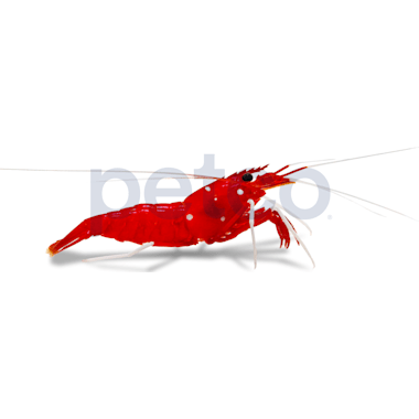 Live brine shrimp petco online