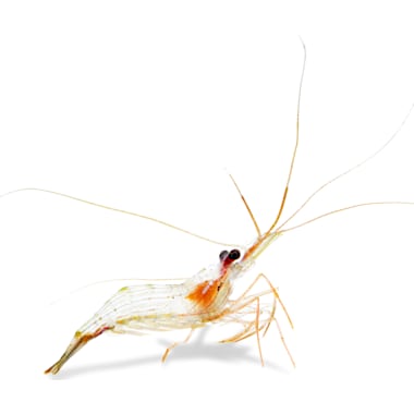 Blue Velvet Shrimp Petco