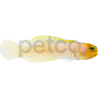 Aquarium Eels Petco