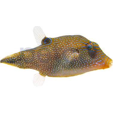 Freshwater puffer fish for sale petco hot sale