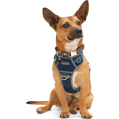 Strong harness for pitbulls cheap