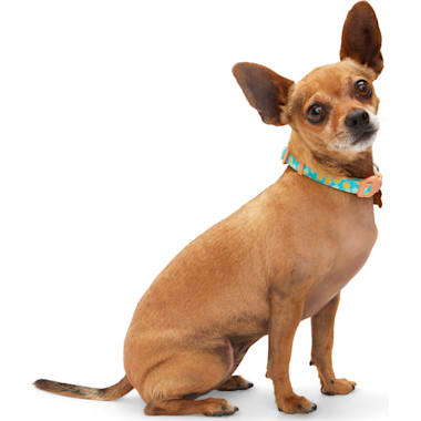 Petco daycare clearance