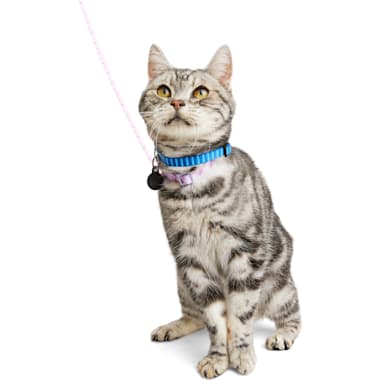 Cat harnesses for sale shop