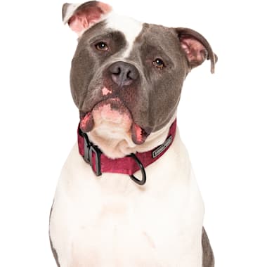 Large Dog Collars Petco
