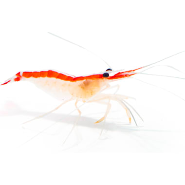 Petco brine shrimp cheap