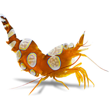 Brine Shrimp For Aquarium Fish Petco