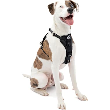 Escape proof dog harness petsmart hotsell