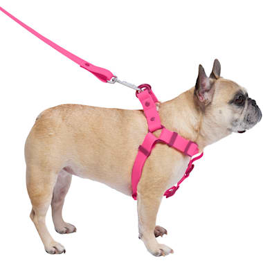 Chew resistant dog lead new arrivals