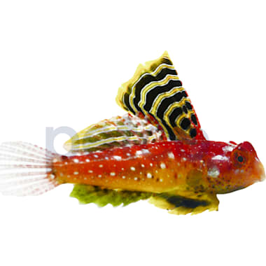 Bottom feeder fish petco hot sale