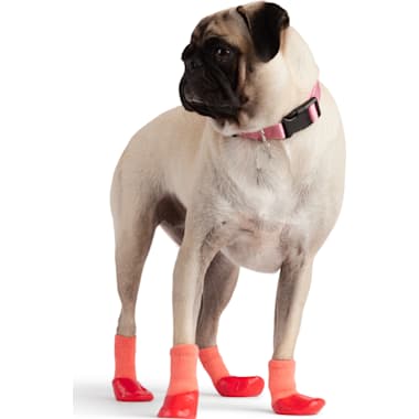 Dog socks petco outlet