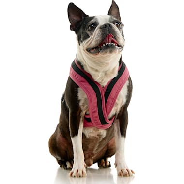 Escape Proof Dog Harnesses Petco