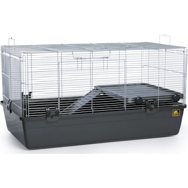 Sugar glider price petco on sale