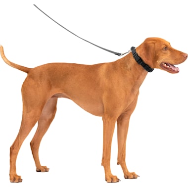 Waterproof Dog Training Collar Petco