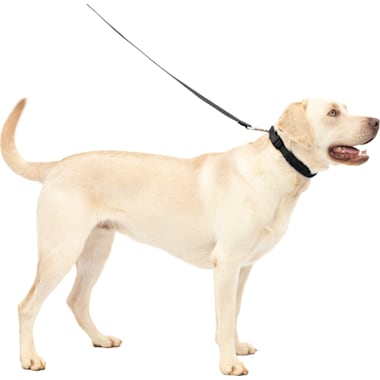 Best collars for dogs with sensitive skin top