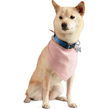 Petco birthday bandana discount