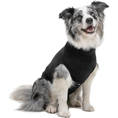 Dog recovery suit petco shop
