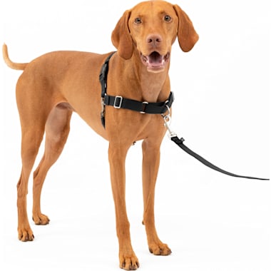 Non chewable dog harness shop