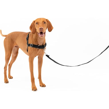 Chew Proof Dog Harness Petco