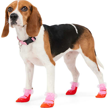 Dog Socks For Hardwood Floors Petco