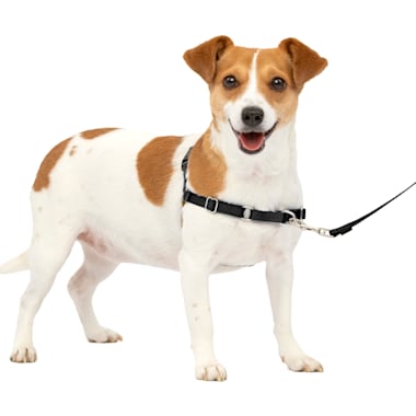 Indestructible dog harness outlet