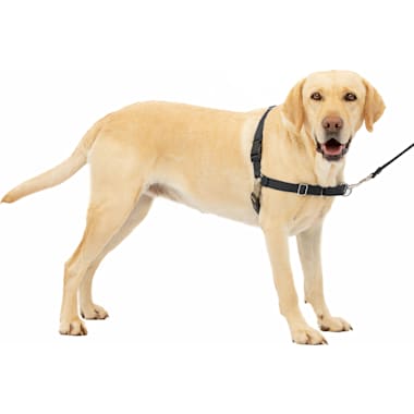 Escape proof dog harness petco store