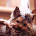 What to Know Before Adopting a Dog