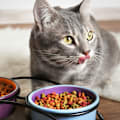 How Often Should I Feed My Cat?