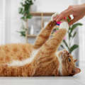 How to Grow Catnip for Your Cat: Garden Tips