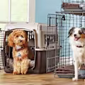 Puppy and Dog Crate Training