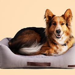 New Pet Checklists & Tips