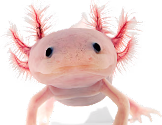 Axolotl Care Guide: Habitat, Food & Health